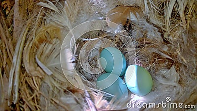 The strange blue bird s nest Stock Photo